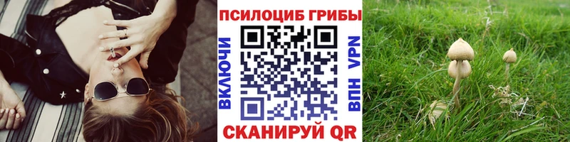 Купить Мезень Галлюциногенные грибы Psilocybine cubensis